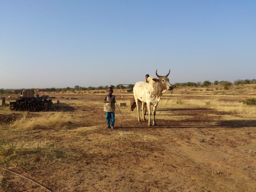 Agricoltura in Burkina Faso, grande sforzo per il rilancio 1 agricoltura in Burkina Faso