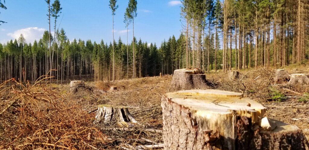 UE vs deforestazione: «Cooperando salviamo il pianeta» 1 deforestazione