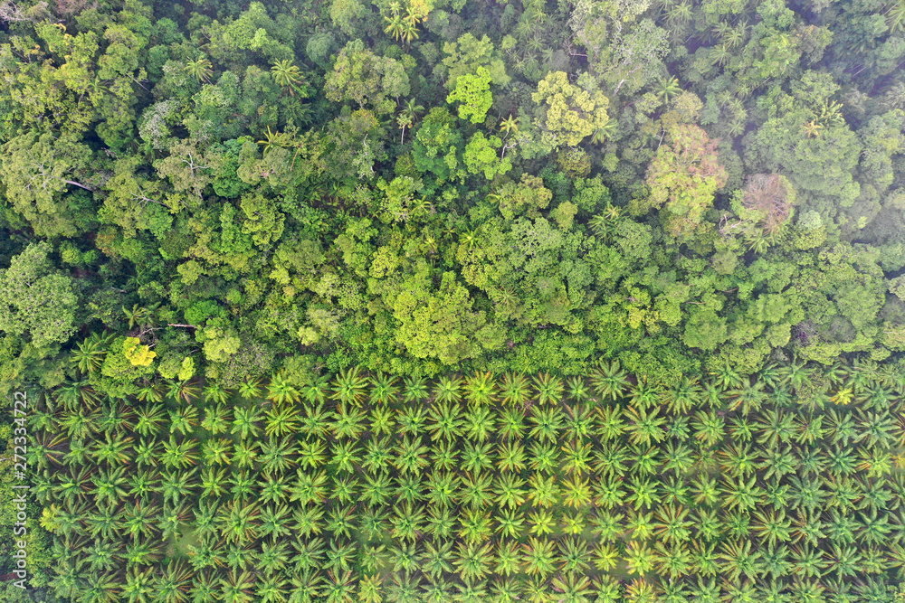 UE vs deforestazione: «Cooperando salviamo il pianeta» 2 deforestazione olio di palma