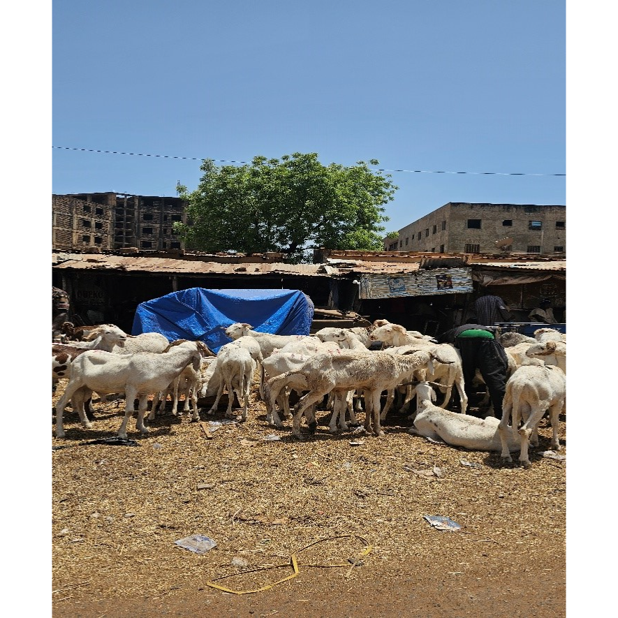 Tabaski a Bamako: fede, famiglia e montoni 1 image 6