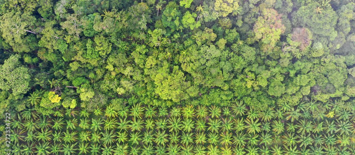 palm-oil-plantation