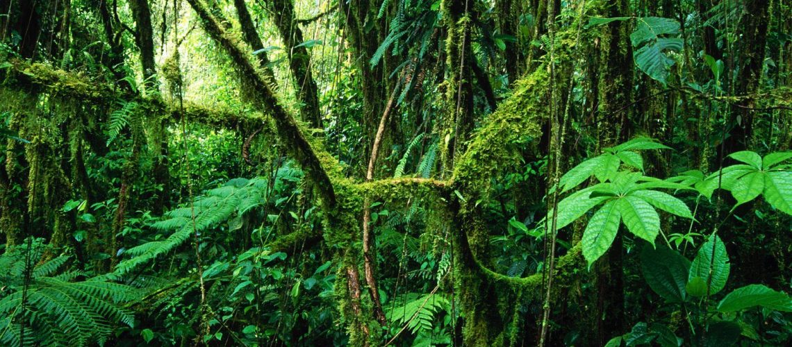 rainforest